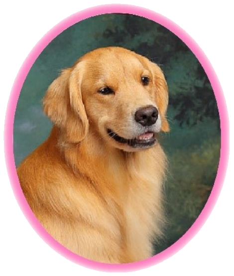 Portrait of 2-year-old Golden Retriever named Pink in an oval frame with a pink outline