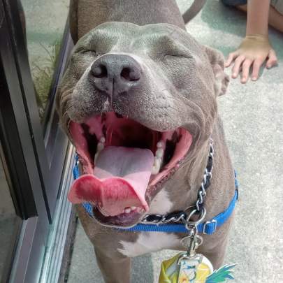 A pitbull smiling at the camera
