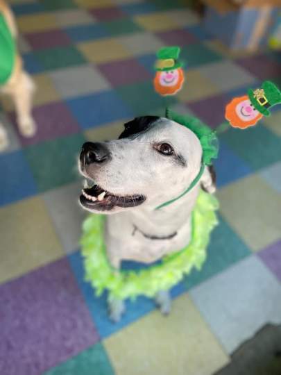 A husky mix wearing a leprechaun headband and a green lei 