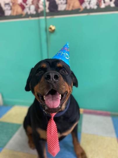A rottweiler wearing a birthday hat and a tie