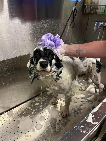 A Springer Spaniel getting bathed in a tub