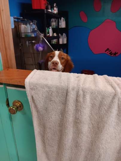 A Brittany Spaniel looking over the door waiting for his bath
