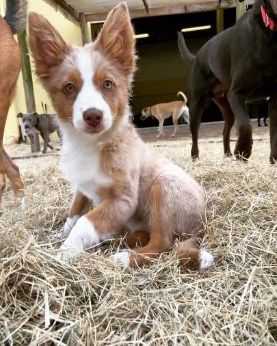 An aussie puppy looking at the camera with her big ears perked
