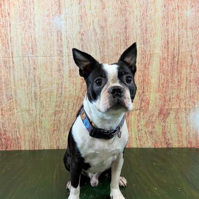 A boston terrier posing for his ornament photo