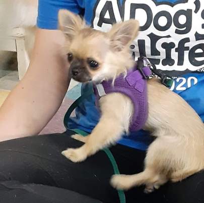 A chihuahua puppy sitting in a staff members' lap