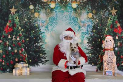 A small yorkie mix posing with Santa