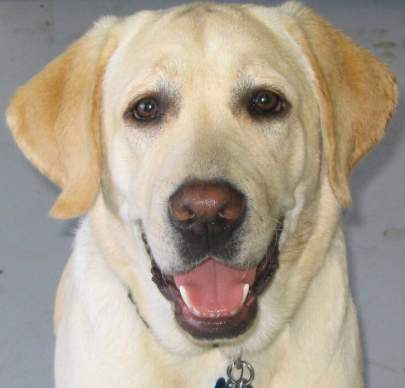 Close up of male yellow lab’s face