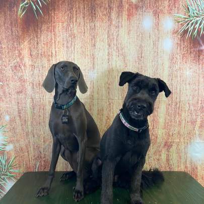 Two dogs posing for their ornament photo together