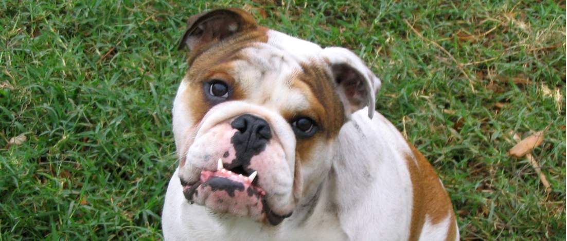 A cute young white with tan smudges English Bulldog with an underbite looking at the camera with his brown eyes