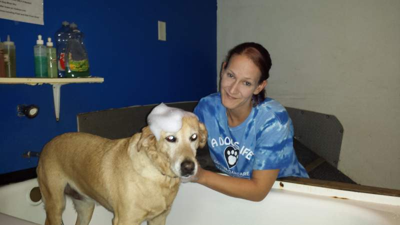 A lady bathing yellow lab with bubbles on its head in a raised bathtub