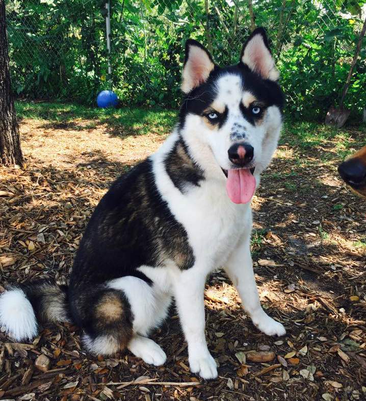 Black and white husky with tongue sticking out sitting in the shade of an oak tree with green bushes in the background