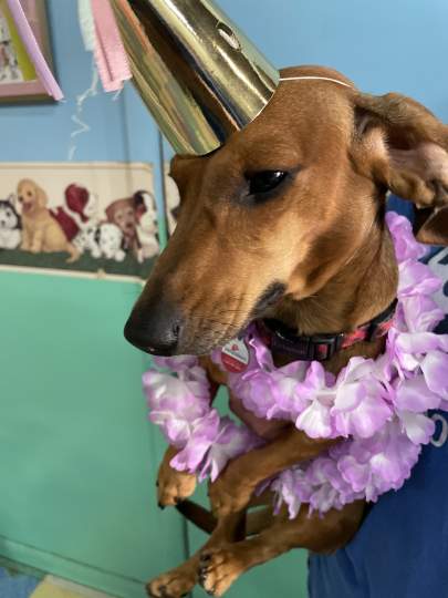 A dauchshund wearing a party hat and purple lei