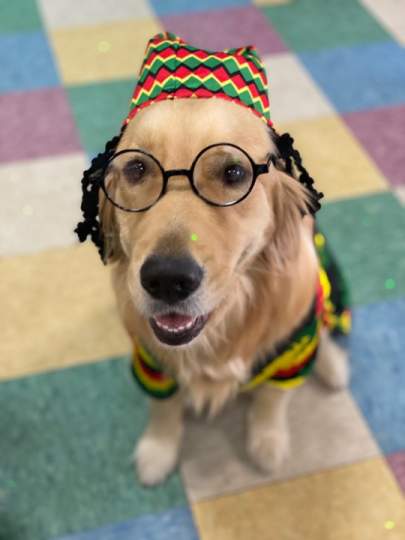 A very smart golden wearing glasses