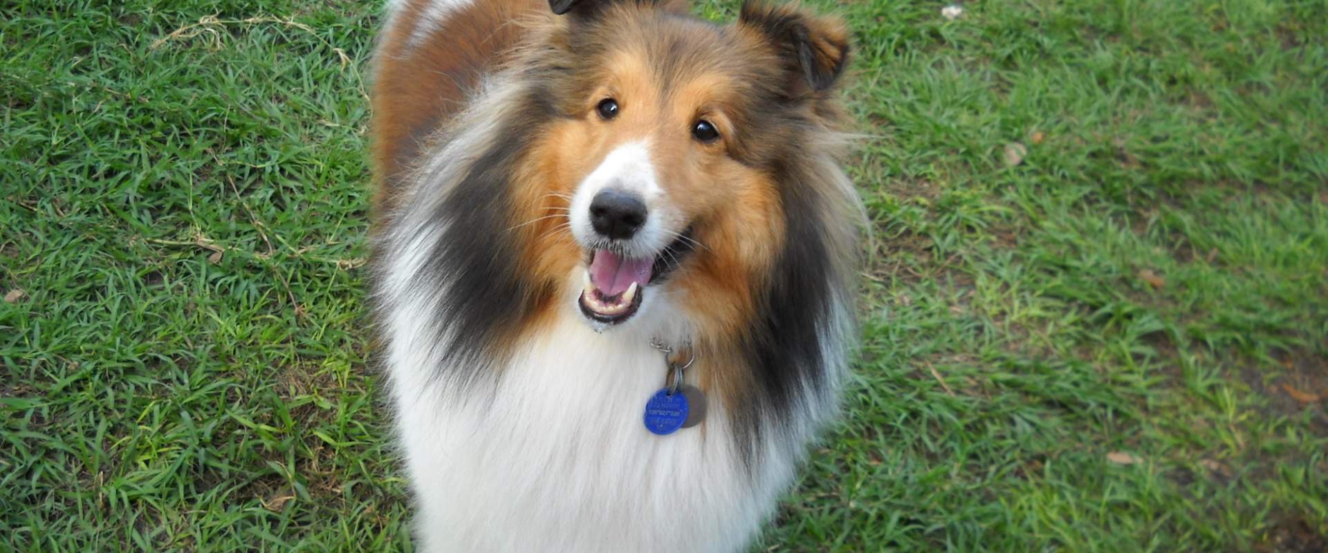 A smiling sable sheltie standing in the grass