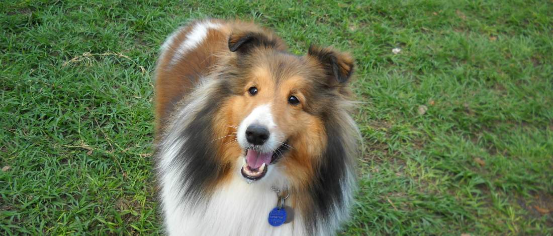 Sable Sheltie standing in grass smiling at the camera