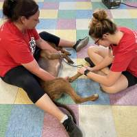 One woman gently holding down a brown dog while another clips his nails