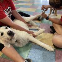 A golden retriever being held down gently as a lady cuts her nails