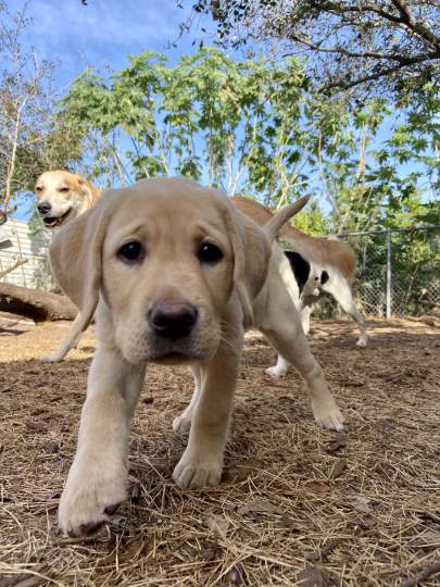 A yellow lab puppy walking towards the camera