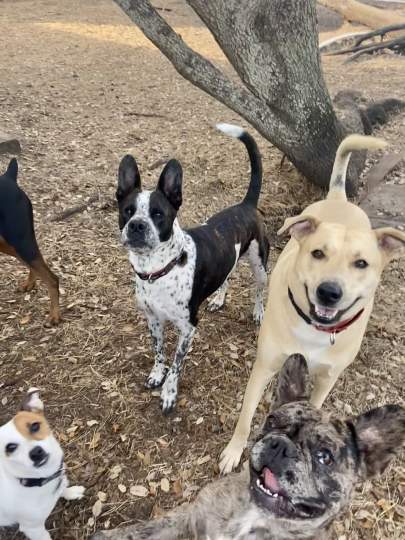 A cattle dog, mix, jack russell and frenchie all looking eagerly at the camera