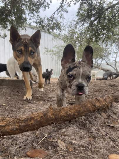 A frenchie and husky mix walking towards the camera