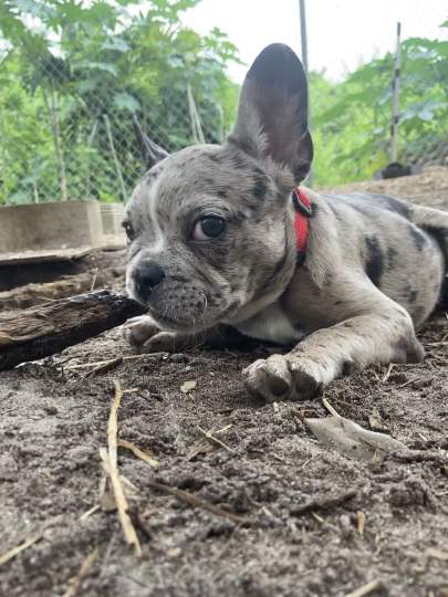 A frenchie puppy chewing on a stick