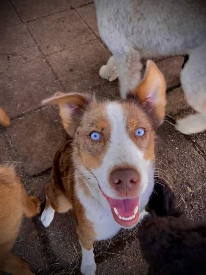An aussie mix making a funny face at the camera