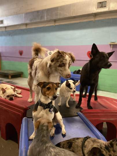 6 dogs standing on the playsets staring at something off screen