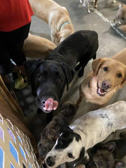A black lab licking his lips in a group of dogs