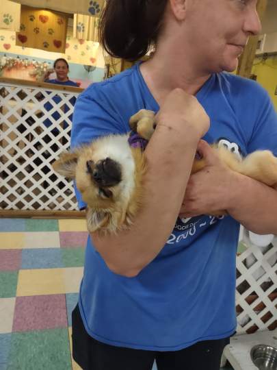 A chihuahua relaxing in a woman's arms