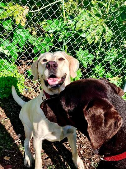 A yellow lab smiling with a chocolate lab standing in front