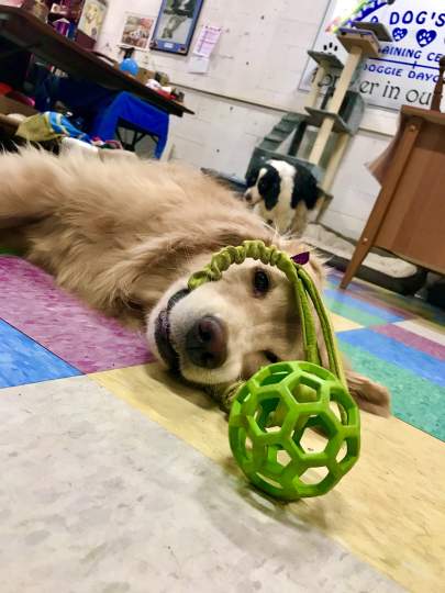 A golden laying on the floor with a toy in her mouth