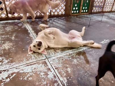 A yellow lab rolling on her back