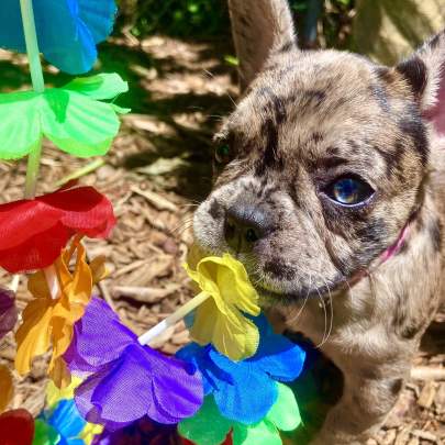 A frenchie puppy holding flowers