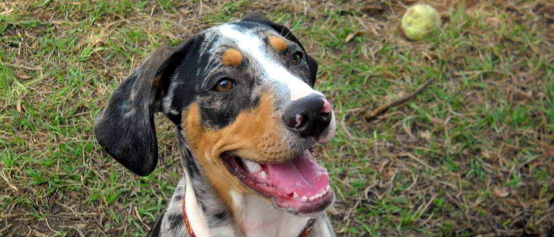 Tri-colored Catahoula dog sitting in yard smiling at the camera