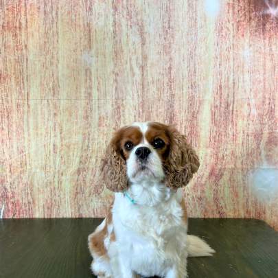 A cavalier spaniel posing for her ornament photo