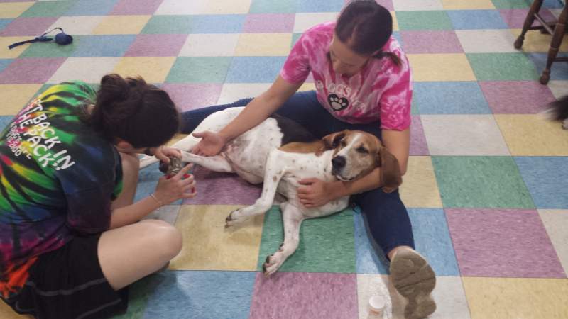 Two ladies sitting on checkered floor one cradling a beagle in her lap while the other trims the dog’s nails