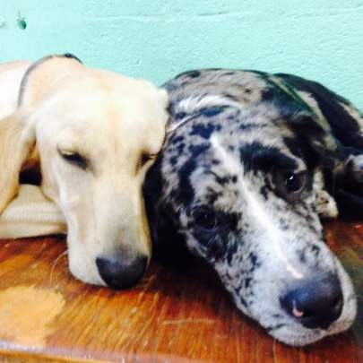 Close up of faces of a yellow lab and blue merle Catahoula sleeping cheek to cheek
