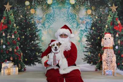 A small white dog posing with Santa