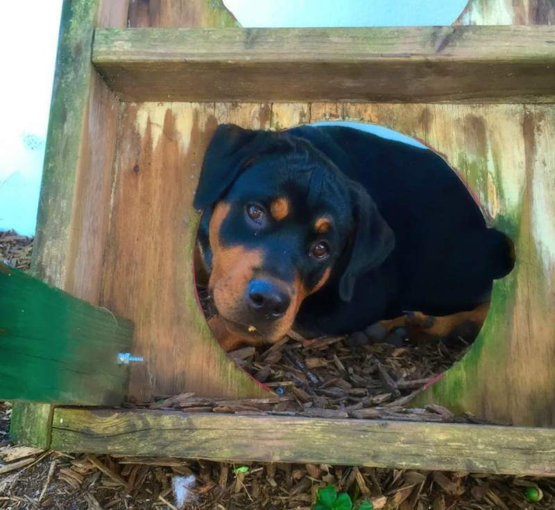 Six-month-old rottweiler puppy looking mischievously through a hole in wooden water dish holder