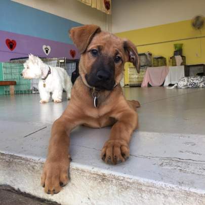 Shepherd mix puppy laying in the threshold from inside to out with westie in the background