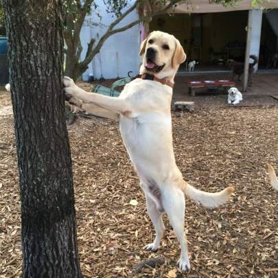 An adult male yellow lab standing on hind legs with front legs on oak tree looking for squirrels