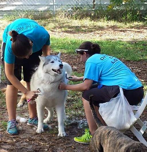 Two ladies brushing a husky