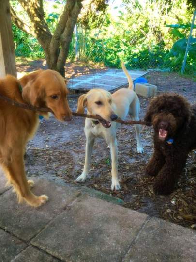 Three dogs holding stick left to right golden, yellow lab, chocolate doodle