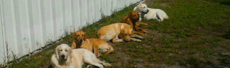 Outdoor view of the yard and adjacent building with five dogs laying end to end in front of the building