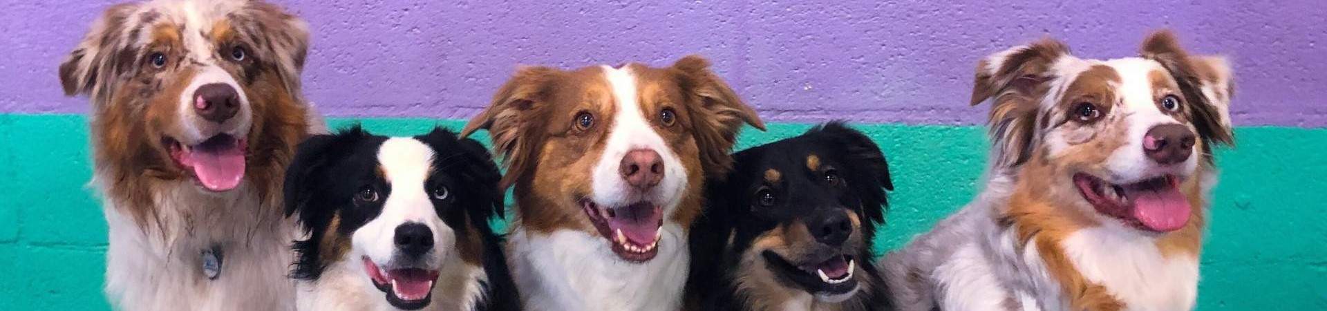 5 Australian Shepherds sitting together in a line