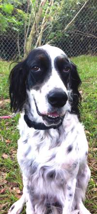 Brandy Cornell, an English setter sitting pretty