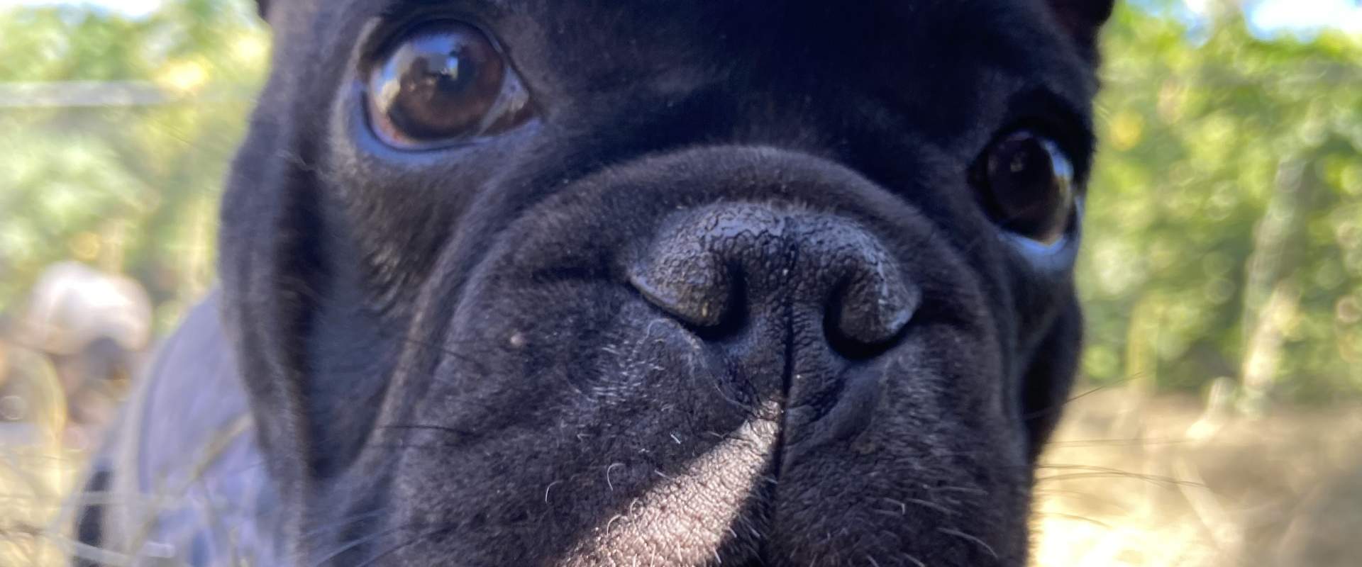 Close up of a frenchie puppy's face