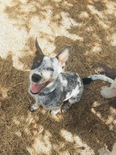 A cattle dog sitting in the shade of a tree