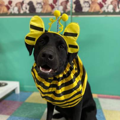 A black lab wearing a bumblebee outfit