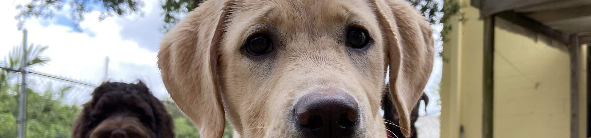 Close up of the faces of a lab and doodle